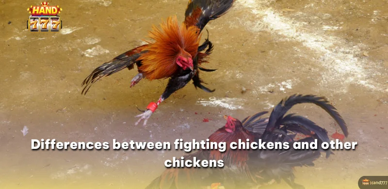 Differences between fighting chickens and other chickens