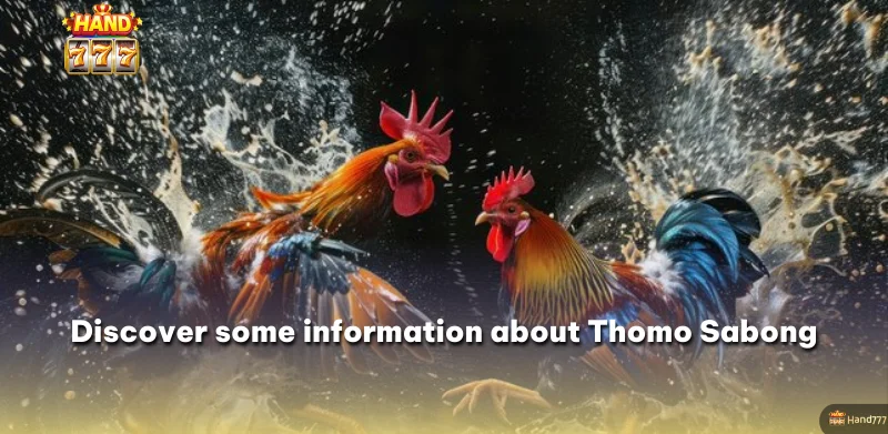 Discover some information about Thomo Sabong