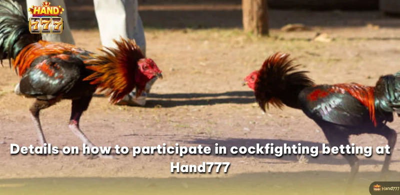 Details on how to participate in cockfighting betting at Hand777