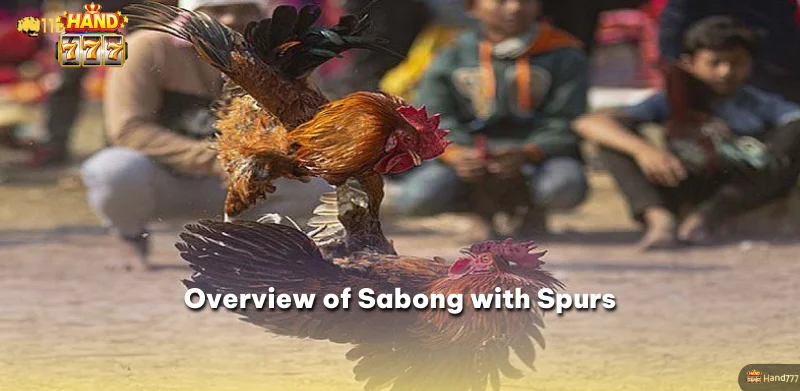 Overview of Sabong with Spurs